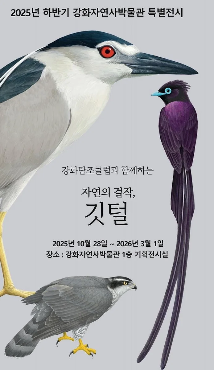 2025년 강화자연사박물관 하반기 기획전시 『자연의 걸작, 깃털』