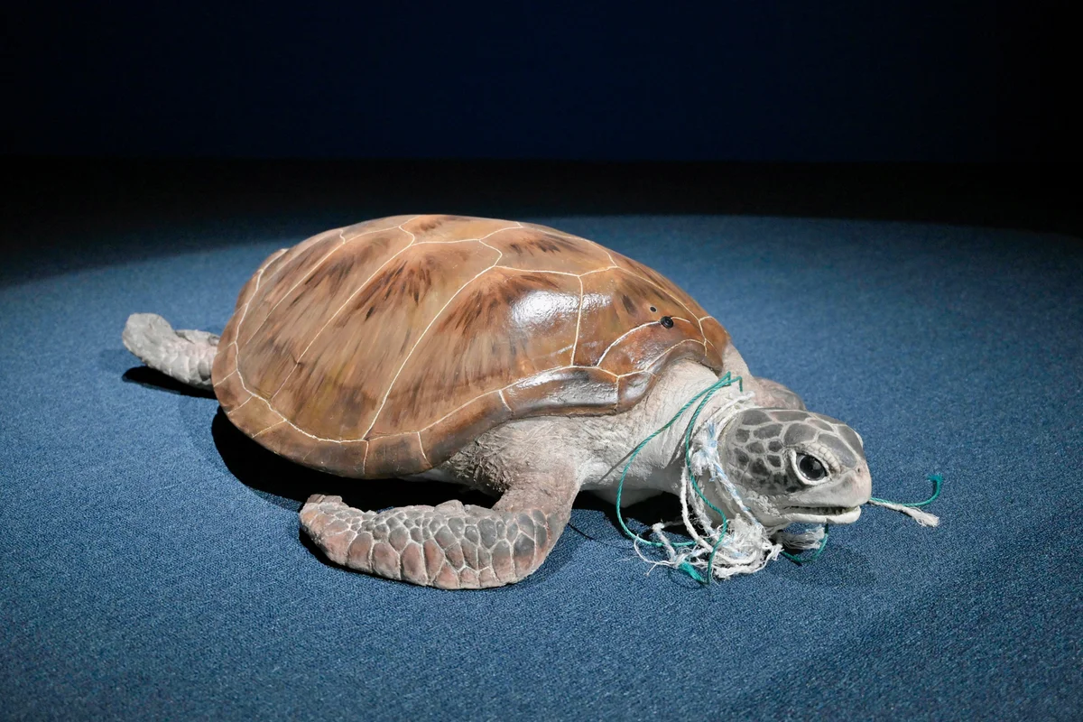 우리는 지구별 친구들 <로봇 거북이 오로라>